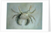 Velvet Crab, 1870-1 by John Ruskin