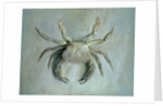 Velvet Crab, 1870-1 by John Ruskin