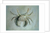 Velvet Crab, 1870-1 by John Ruskin