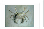 Velvet Crab, 1870-1 by John Ruskin