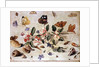 A Study of Flowers and Insects by Jan van the Elder Kessel