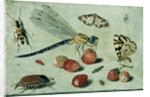 A Dragon-fly, two Moths, a Spider and some Beetles, with wild Strawberries, 17th century by Jan van the Elder Kessel