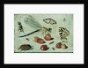 A Dragon-fly, two Moths, a Spider and some Beetles, with wild Strawberries, 17th century by Jan van the Elder Kessel