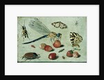 A Dragon-fly, two Moths, a Spider and some Beetles, with wild Strawberries, 17th century by Jan van the Elder Kessel