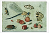 A Dragon-fly, two Moths, a Spider and some Beetles, with wild Strawberries, 17th century by Jan van the Elder Kessel