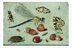 A Dragon-fly, two Moths, a Spider and some Beetles, with wild Strawberries, 17th century by Jan van the Elder Kessel