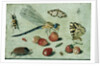 A Dragon-fly, two Moths, a Spider and some Beetles, with wild Strawberries, 17th century by Jan van the Elder Kessel