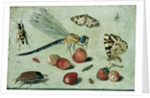 A Dragon-fly, two Moths, a Spider and some Beetles, with wild Strawberries, 17th century by Jan van the Elder Kessel