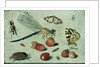 A Dragon-fly, two Moths, a Spider and some Beetles, with wild Strawberries, 17th century by Jan van the Elder Kessel