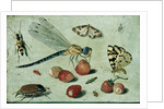 A Dragon-fly, two Moths, a Spider and some Beetles, with wild Strawberries, 17th century by Jan van the Elder Kessel