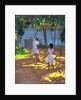 Reaching for Oranges, Bentota, Sri Lanka, 1998 by Andrew Macara