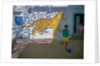 Tiger, India by Andrew Macara