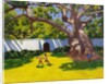 Ancient Campor Tree, Vergelegen Estate, South Africa, 2010 by Andrew Macara