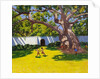 Ancient Campor Tree, Vergelegen Estate, South Africa, 2010 by Andrew Macara