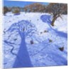 Chatsworth, winter tree shadows, 2013 by Andrew Macara
