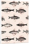 Fishes in Geometrics, 2016 by Florent Bodart