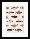 Fishes in Geometrics, 2016 by Florent Bodart