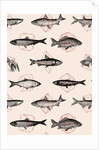 Fishes in Geometrics, 2016 by Florent Bodart