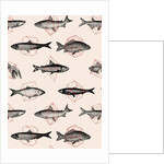 Fishes in Geometrics, 2016 by Florent Bodart