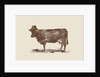 Cow Cow Nut, 2016 by Florent Bodart