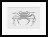 Crab, 2017 by Florent Bodart