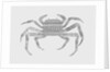 Crab, 2017 by Florent Bodart