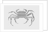 Crab, 2017 by Florent Bodart
