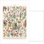 Fleur I - ASTER EDITION, 2023 by Florent Bodart