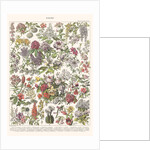 Fleurs II - ASTER EDITION, 2023 by Florent Bodart