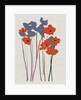 Printed Poppies, 2018 by Jenny Frean
