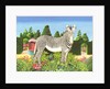 Zebra in a Garden, 1977 by Anthony Southcombe