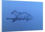 Fox, 2018 by Barbara Hoogeweegen
