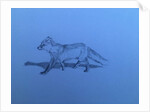 Fox, 2018 by Barbara Hoogeweegen