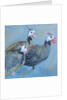 Guinea Fowl One, 2014 by Sheri Gee