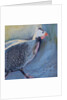 Guinea Fowl Four, 2014 by Sheri Gee
