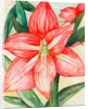 Amaryllis, 2005 by Deborah Eve Alastra