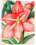 Amaryllis, 2005 by Deborah Eve Alastra
