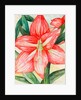 Amaryllis, 2005 by Deborah Eve Alastra