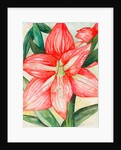 Amaryllis, 2005 by Deborah Eve Alastra