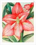 Amaryllis, 2005 by Deborah Eve Alastra