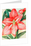 Amaryllis, 2005 by Deborah Eve Alastra