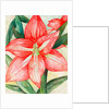 Amaryllis, 2005 by Deborah Eve Alastra