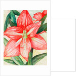 Amaryllis, 2005 by Deborah Eve Alastra