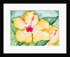 Yellow Hibiscus, 2006 by Deborah Eve Alastra