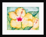 Yellow Hibiscus, 2006 by Deborah Eve Alastra