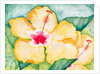 Yellow Hibiscus, 2006 by Deborah Eve Alastra