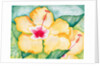 Yellow Hibiscus, 2006 by Deborah Eve Alastra