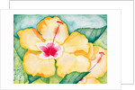 Yellow Hibiscus, 2006 by Deborah Eve Alastra