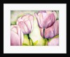 Lavender Tulips, 2006 by Deborah Eve Alastra