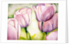Lavender Tulips, 2006 by Deborah Eve Alastra